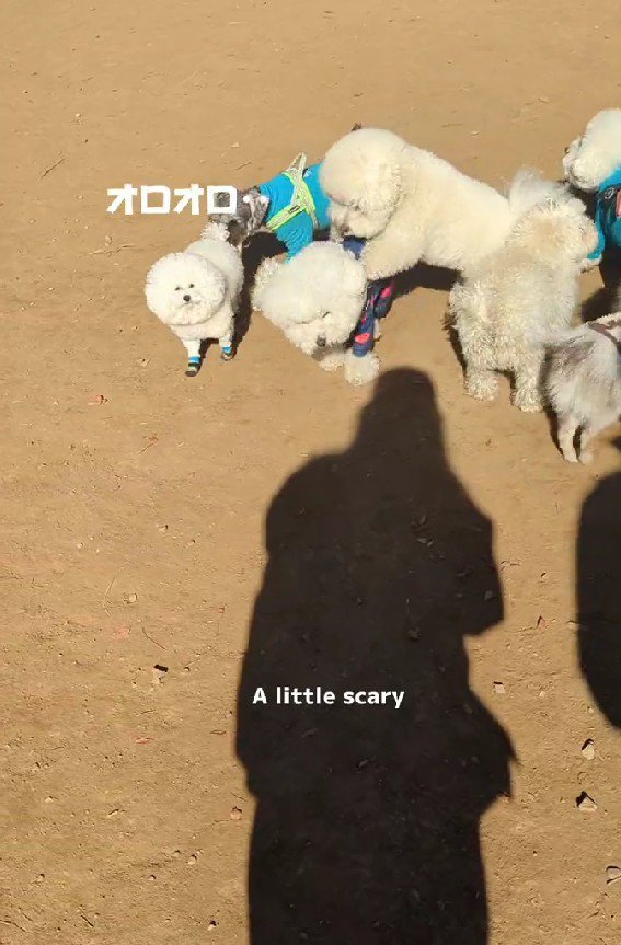 わんこたちにオロオロ