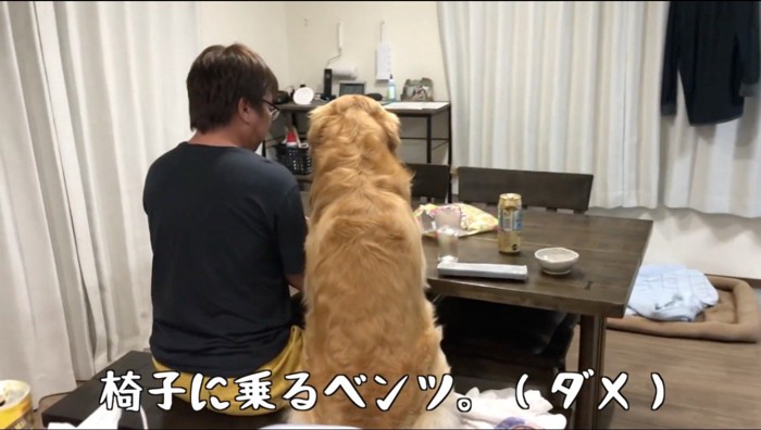 男性の隣に腰掛ける犬