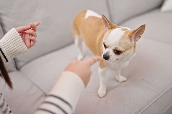 叱られて下をみる小型犬