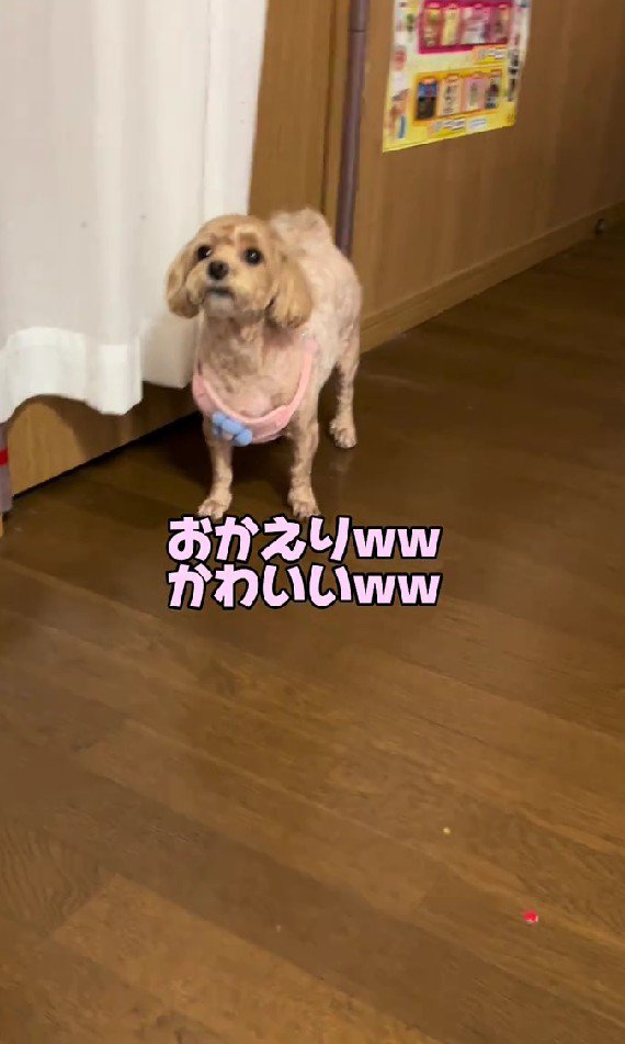 なんかツルツルしてる…！