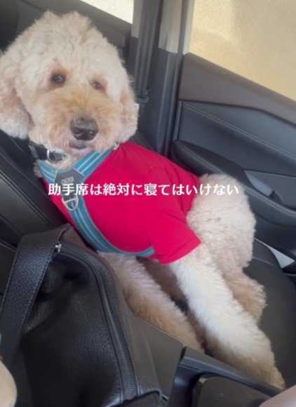 助手席で寝るのは流儀に反する…