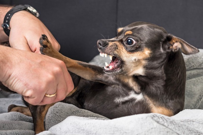 触れられるのを拒否する犬