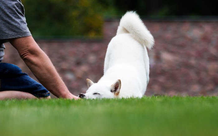 飼い主と向かい合ってコミュニケーションする北海道犬