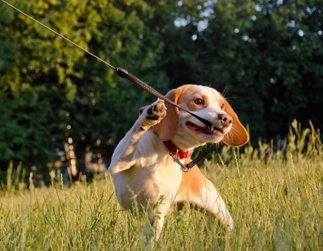 リードを咥えて引っ張る犬