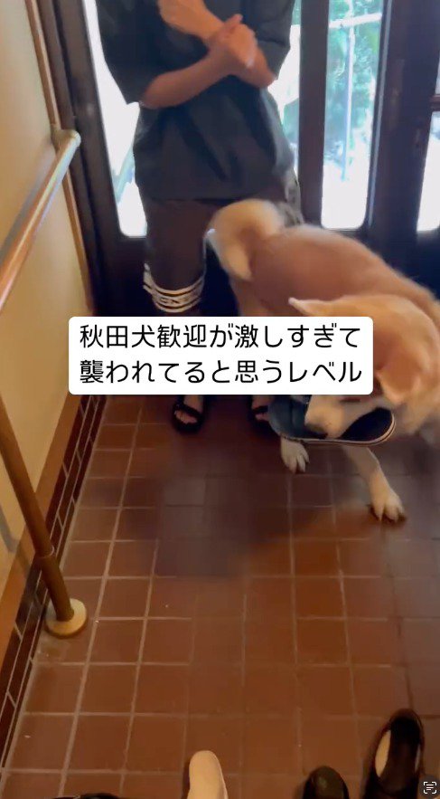 サンダルを咥える飼い主の友人の周りを回る犬