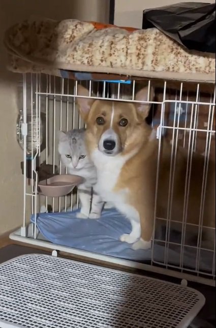 眼光鋭いにゃーさん