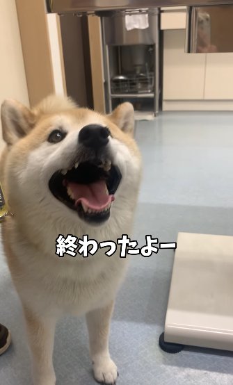 診察台の下で笑顔の柴犬