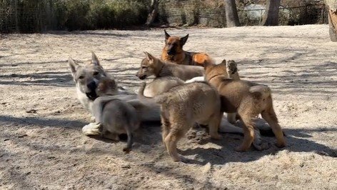お姉さん犬と子犬たち4
