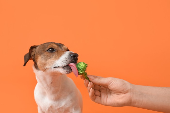 差し出されたブロッコリーを舐める犬