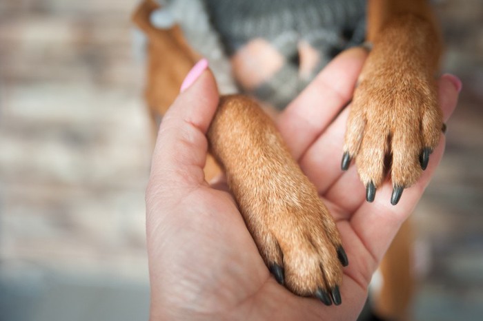 人の手と犬の前足