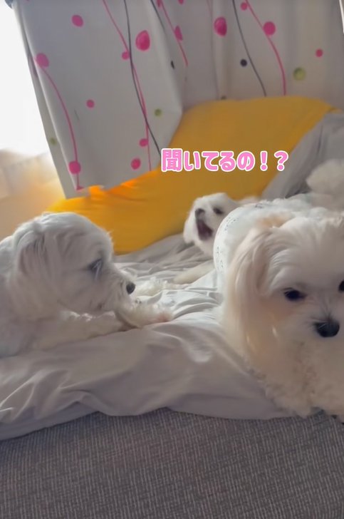 おもちゃをとられて怒る小型犬
