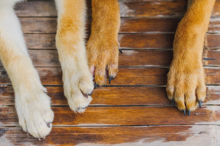 二匹の犬の手