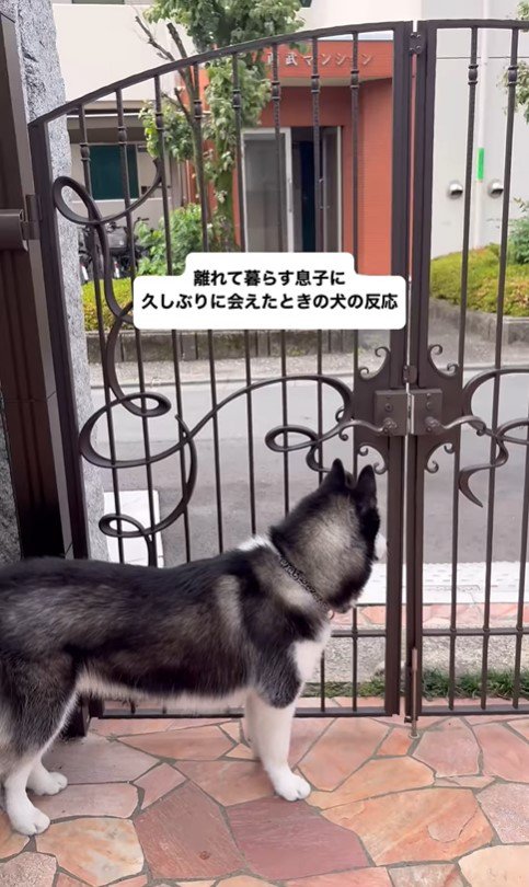 豆蔵くんとお兄ちゃんの再会