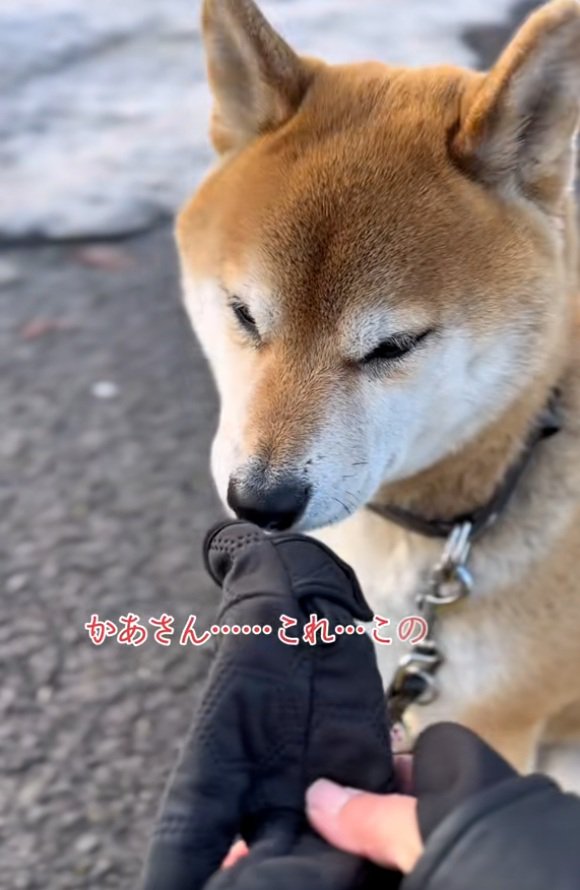 手袋の匂いを嗅ぐ朔くん