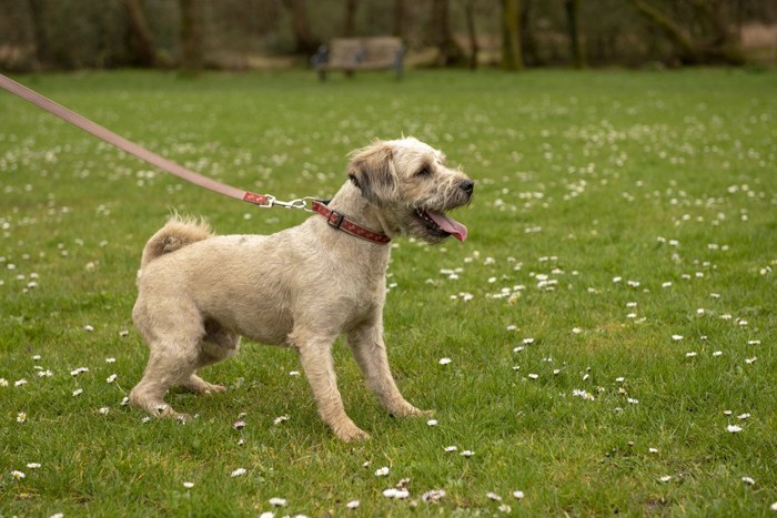 首輪とリードを付けて遊ぼうとしている犬