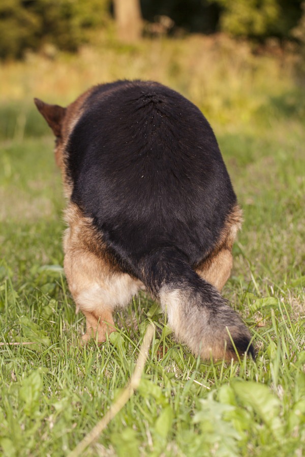 トイレする犬の後ろ姿