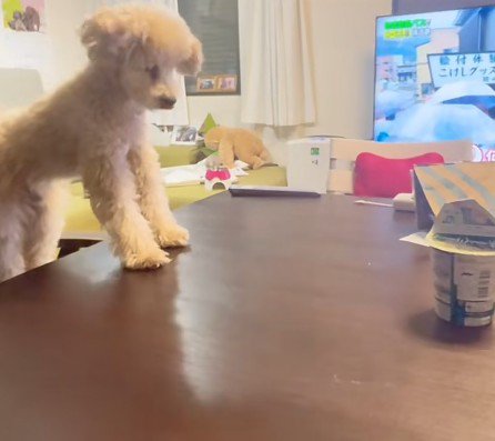 食べ物を発見