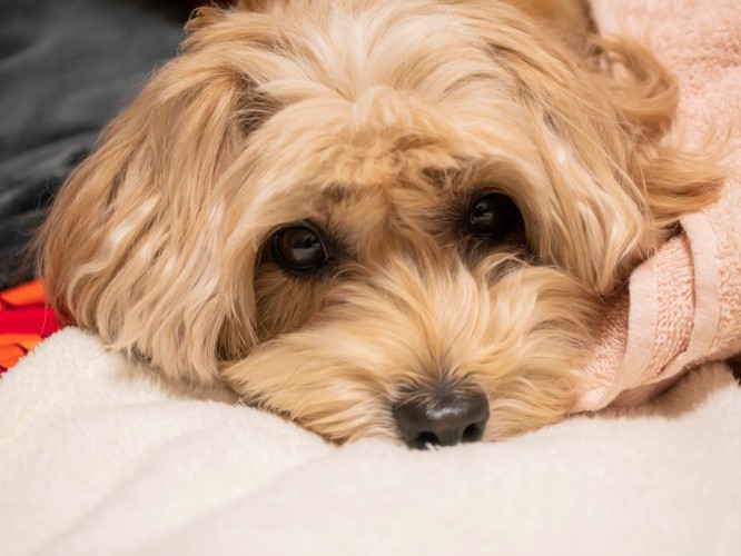 ぐったりしている犬