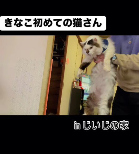 猫さんとも初対面