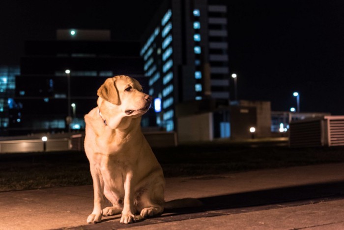 夜道のレトリーバー