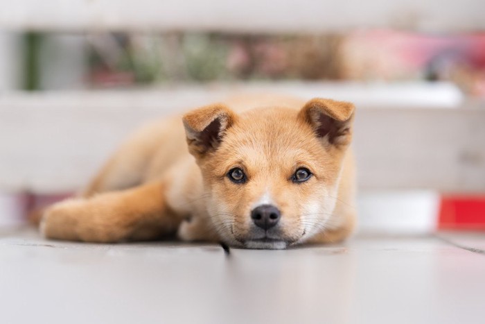 見つめる柴犬の子犬