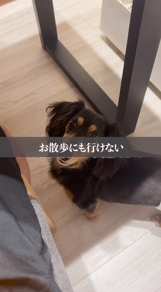 飼い主の足元で視線を送る犬