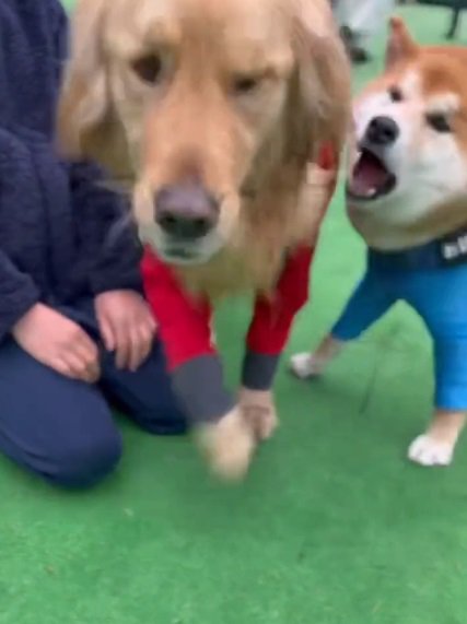 文句を言うどんちゃん