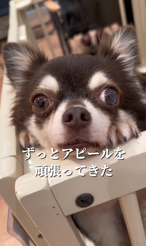 イブちゃんが幸せを掴むまで4