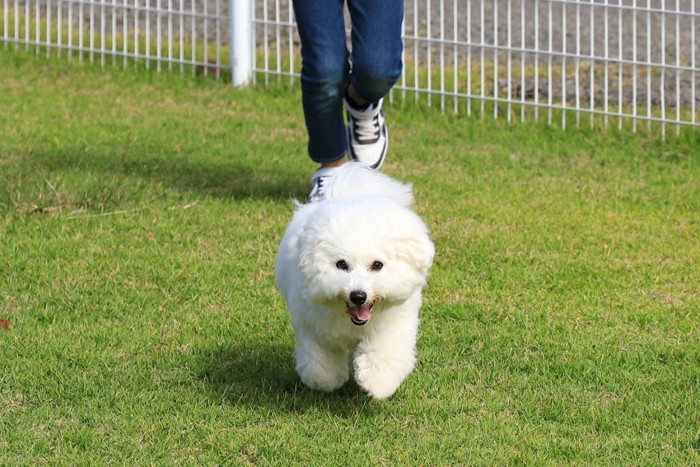 走り出す犬と足元