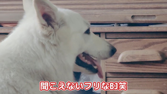 BJ くんに「お風呂入る？」と聞いたら8