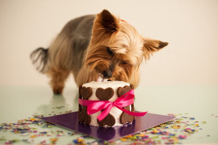 ケーキを食べる犬