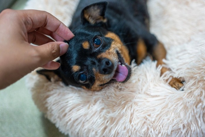 撫でられて笑う犬