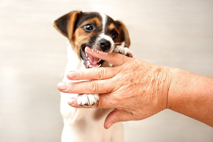 手にじゃれて噛む子犬