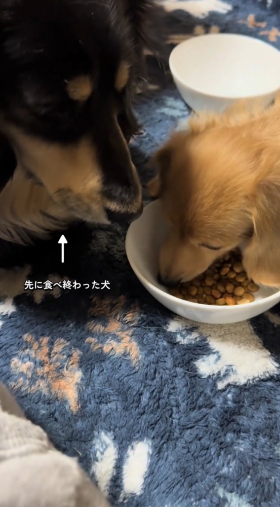 茶色い犬のすぐ隣に座る黒い犬