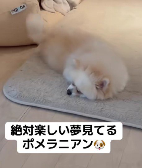 いい夢を見て尻尾フリフリ♪