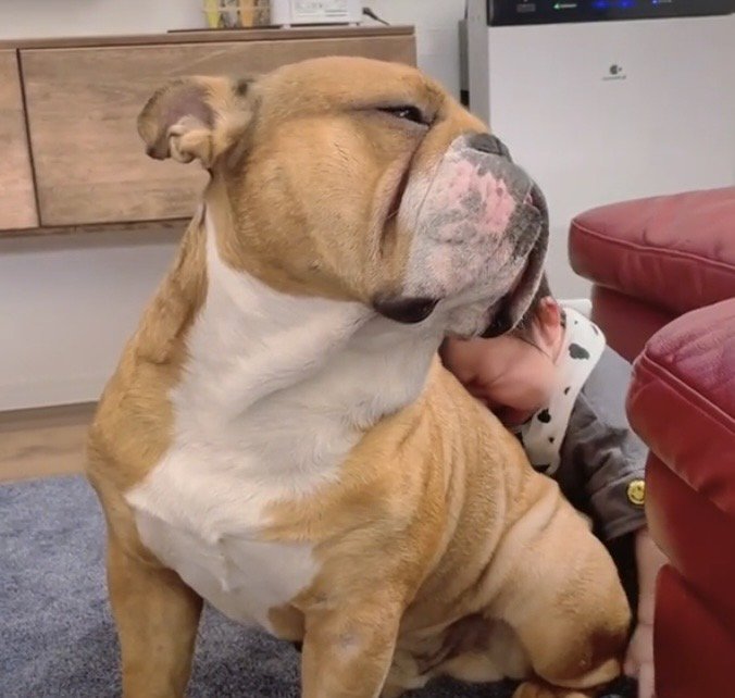 赤ちゃんを背中で受け止める犬