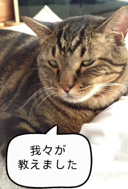猫先輩も納得の出来！？