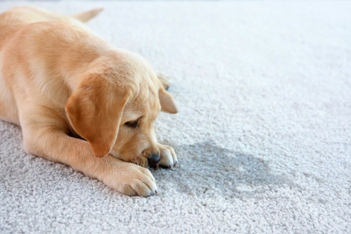 反省するように伏せる犬