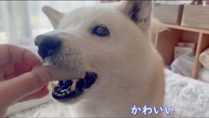 犬用ソーセージを食べる犬