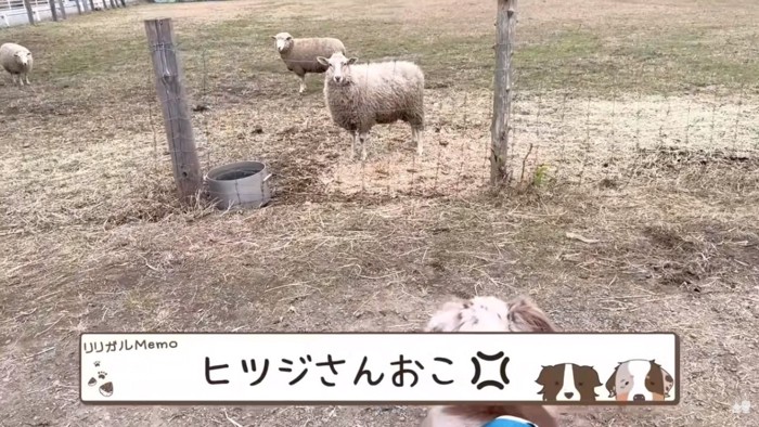 怒るヒツジ