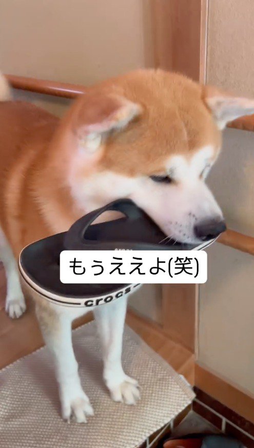 玄関で立ち止まる犬