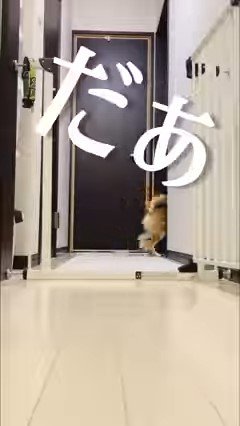 壁越しに見える犬の下半身