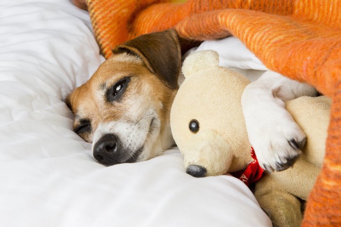 ぬいぐるみと一緒にウトウトする犬