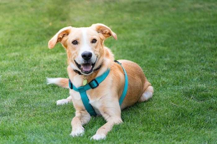 原っぱに伏せるハーネスをつけた中型犬