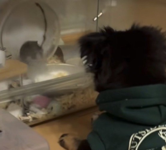 犬を見るハムスター