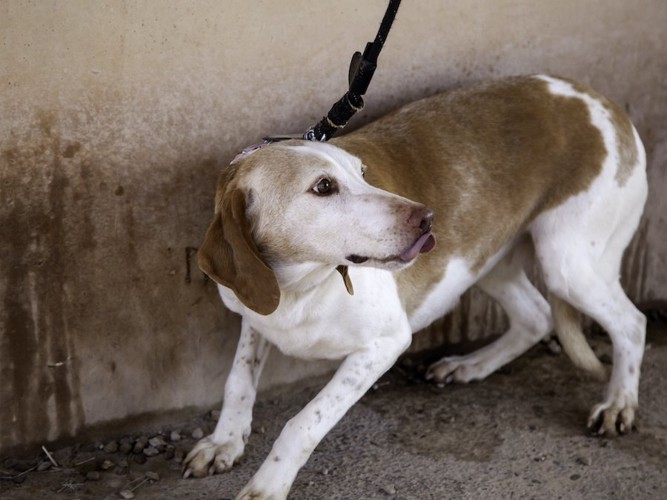 尻尾を丸めて怯えている様子の犬