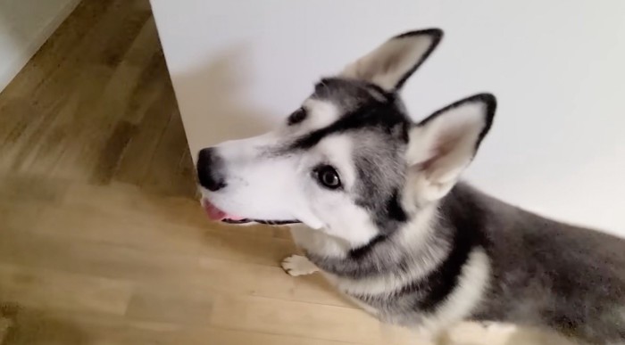 飼い主と一緒にリビングへ向かう犬