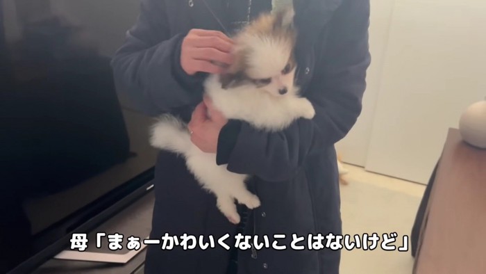 「まあ可愛くないことはないけど」