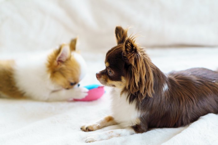 2匹の犬