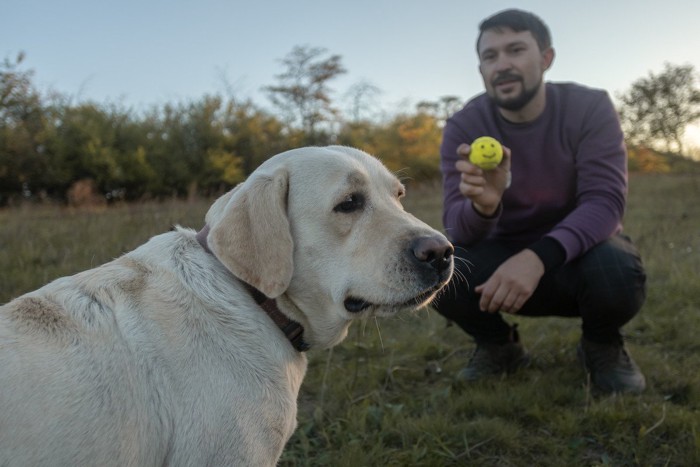 男性のもつボールに興味がない犬